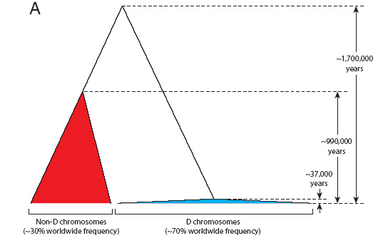 Реконструированная  генеалогия аллелей гена microcephalin. Красным показаны не-D-аллели,  голубым — D-аллели (рис. из обсуждаемой статьи в PNAS)