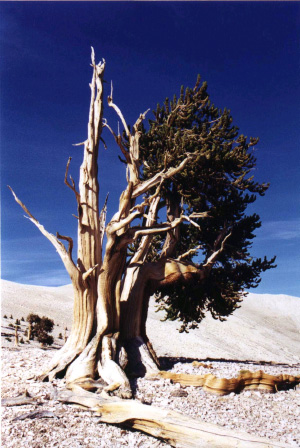 Одно из самых старых  деревьев на земле — сосна долговечная (Pinus longaeva), растущая в  Калифорнии (США). Ей более 4000 лет (фото с сайта  biology.fullerton.edu)
