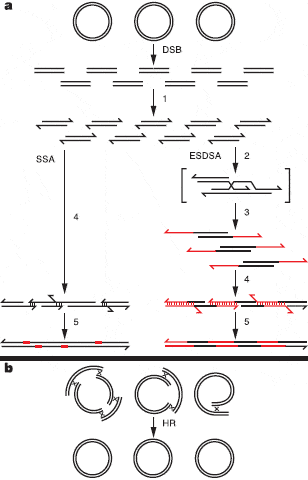Общая схема процесса восстановления разорванных хромосом у дейнококка. Кольцевые хромосомы рвутся на кусочки под воздействием радиации или высыхания (DSB — разрывы двойной спирали). У двухцепочечных обрывков образуются короткие одноцепочечные хвосты (1). Этого может оказаться достаточно, чтобы фрагменты склеились между собой (4, 5). В противном случае происходит достраивание одноцепочечных хвостов, причем другие двухцепочечные обрывки ДНК используются в качестве матрицы (2, 3). Это продолжается до тех пор, пока каждый фрагмент не найдет себе «пару», то есть другой фрагмент с комплементарным одноцепочечным хвостом, и не склеится с ним (5). Из получившихся крупных линейных фрагментов собираются кольцевые хромосомы (b). Это происходит на основе механизмов гомологичной рекомбинации (HR). Рис. из статьи в Nature