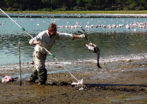 Сбор мертвых фламинго на одном из озер Кении (фото из статьи в Science)
