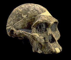 Австралопитек африканский (Australopithecus africanus) жил в Южной Африке между 3,3–3,0 и 2,5 млн лет назад. Его череп ближе к человеческому, а строение конечностей, наоборот, более примитивно, чем у австралопитека афарского. Фото с сайта www.mnh.si.edu