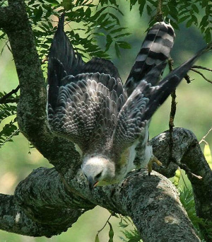 Венценосный орел и подобные ему пернатые хищники были смертельными врагами наших далеких предков — австралопитеков (фото © Yves Thonnerieux с сайта www.oiseaux.net)