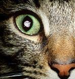 Чтобы попасть к своему окончательному хозяину — кошке — паразит токсоплазма прибегает к невероятным ухищрениям, изменяя даже психику человека (фото с сайта www.medzone.ru)