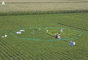 Установка для оценки влияния повышенной концентрации CO2 на рост и урожай зерновых культур (фото из обсуждаемой статьи в Science)
