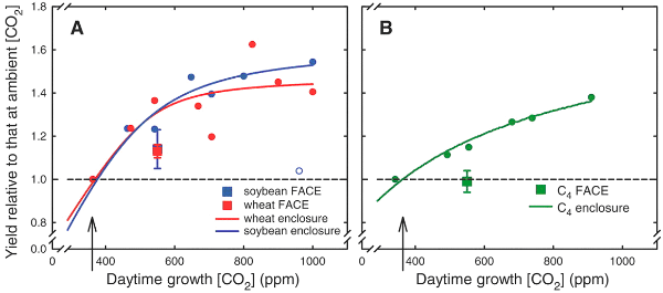 Увеличение урожая зерновых культур при увеличении концентрации CO2 в воздухе по отношению к росту при обычной концентрации. A — С3-растения: соя (красный цвет) и пшеница (синий); B — С4-растения (зеленый). Круглые точки и сплошная линия — результаты экспериментов в ограниченным объемах. Квадратиками показаны значения, полученные в открытом пространстве по методу FACE. Видно, сколь завышены данные, полученные в теплицах и камерах. Рисунок из обсуждаемой статьи в Science