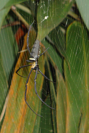  -   : Deinopoidea  Araneoidea.   Araneoidea              (   www.spiderzrule.com)