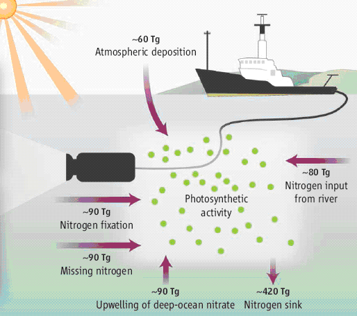 На схеме изображен корабль и соединенная с ним подводная видеокамера. Стрелками обозначены основные потоки азота в поверхностных слоях океана, где идет фотосинтез фитопланктона (photosynthetic activity). Азот поступает с пылью и осадками из атмосферы (atmospheric deposition), с речным стоком (input from river), с подъемом глубинных вод (upwelling of deep-ocean nitrogen), а также из атмосферы за счет азотфиксации цианобактериями (nitrogen fixation). Вынос азота из поверхностных вод в глубинные (nitrogen sink) показан стрелкой вниз. Подведение баланса приходных и расходных статей выявляет нехватку поступления азота (missing nitrogen). Все цифры — потоки в Тг (тераграммах) в год. Тг = 10<sup>12</sup>г. Рисунок из статьи Z.S.Kolber. <a href=