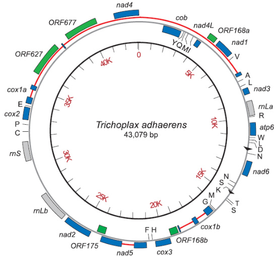 Митохондриальный геном трихоплакса (изображение из статьи в PNAS)