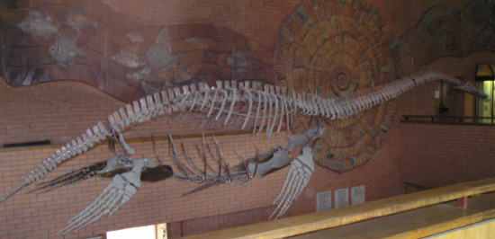 Скелет плезиозавра в Московском палеонтологическом музее (фото с сайта macroevolution.narod.ru)