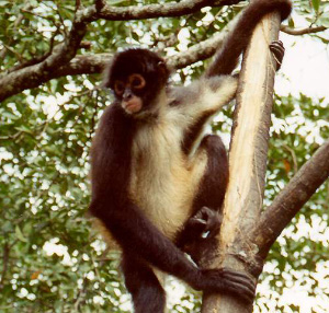 Паукообразные обезьяны живут на деревьях, а воюют на земле (фото с сайта www.ambergriscaye.com)