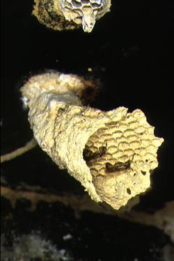 Гнездо осы Liostenogaster flavolineata (фото с сайта www.dbag.unifi.it)
