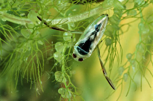 Водяной клоп гладыш, сидящий на веточке пузырчатки, покрыт тонкой серебристой воздушной пленкой (фото с сайта www.naturewatch.ca)