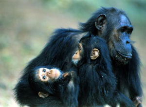 Шимпанзе Гремлин и ее две дочери-близняшки — Голден и Глиттер, родившиеся в национальном парке Гомбе в Танзании (фото с сайта www.tycho.dk)