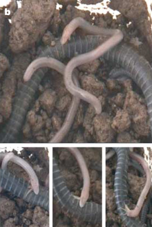 Детеныши кенийской яйцекладущей червяги питаются телом своей матери (фото из статьи в Nature)