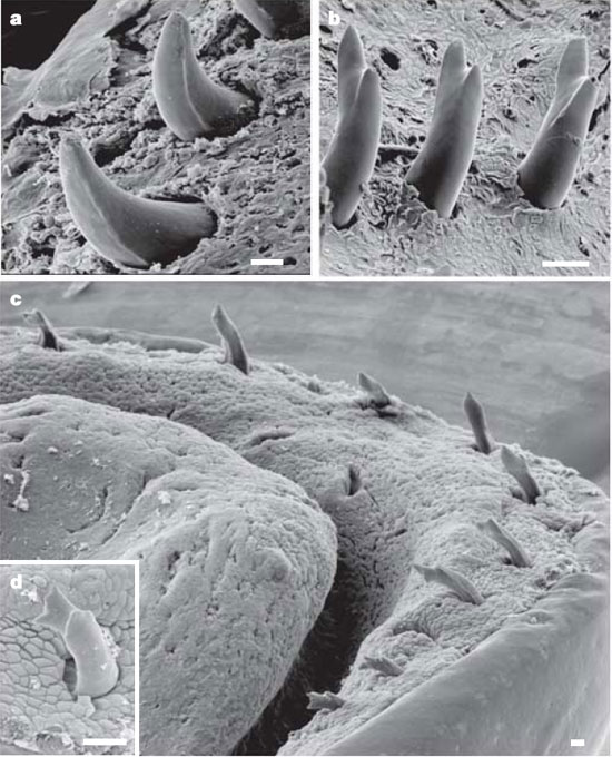 Зубы червяги Boulengerula taitanus: взрослые (вверху) и молочные (внизу). Фото из статьи в Nature