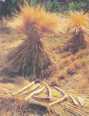 Урожай дикой пшеницы-однозернянки, выращенный археологами с помощью неолитических сельскохозяйственных орудий (фото с сайта Джорджа Уилкокса, perso.wanadoo.fr/g.willcox)