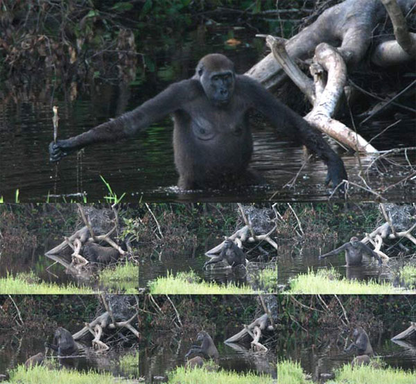 Дикая горилла использует палку для измерения глубины водоема (фото с сайта www.livescience.com)