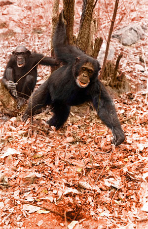 Шимпанзе с помощью палки вытаскивают из гнезда термитов, которых они употребляют в пищу (фото © David Bygott с сайта tolweb.org)