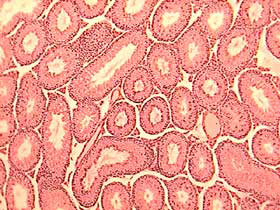 Немецкие микробиологи научились превращать сперматогониальные клетки, содержащиеся в мужских половых железах мышей (на рисунке), в мультипотентные стволовые клетки (изображение с сайта webnt.calhoun.edu)