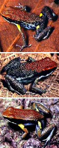Ядовитая лягушка Epipedobates bilinguis (вверху), еще более ядовитая E. parvulus (в центре) и маскирующаяся под них неядовитая лягушка Allobates zaparo (внизу) (фото с сайта www.morley-read.com)