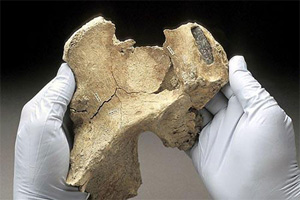 Внутренняя поверхность кости правого бедра Кенневикского человека с остатками каменного наконечника (фото Chip Clark / National Museum of Natural History с сайта Seattle Times)