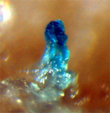   Bacillus subtilis   ,      ,   ࠗ   (   gasp.med.harvard.edu)