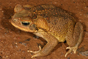 - (Bufo marinus) -       (   frogs.org.au)