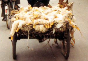 Около 2% внешне здоровых домашних уток и гусей в юго-восточных провинциях Китая оказались носителями вируса H5N1 (фото с сайта www.lucidnotion.com)