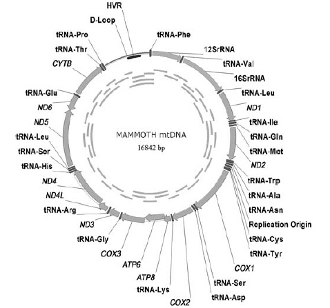 Митохондриальный геном мамонта (показано расположение генов на кольцевой молекуле митохондриальной ДНК). Рис. из статьи в PloS Biology