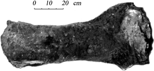 Хорошо сохранившийся фрагмент (ступня 33x36 см, голень и голеностопный сустав) задней правой ноги мамонта M. primigenius, найденный в 1986 году на Чукотке в долине реки Энмынвеем. Длина фрагмента 88 см. Фото из статьи в PloS Biology