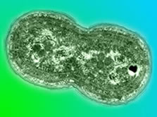  Synechococcus   .    ,      (   www.lbl.gov)