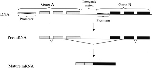    .      .         ,        .         ,         (.   www.genome.org   Rotem Sorek et al., Transcription-mediated gene fusion in the human genome)