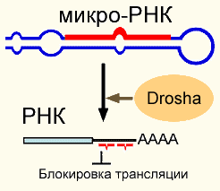МикроРНК блокирует трансляцию матричной РНК