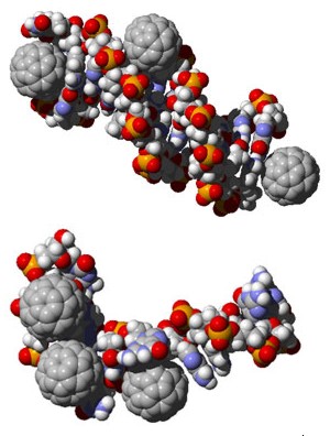 Модель взаимодействия ДНК с молекулой фуллерена С60 (рис. с сайта exploration.vanderbilt.edu)