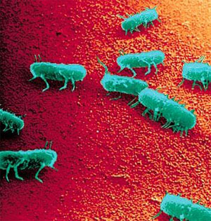 Бактерия Salmonella typhimurium умеет подавлять негативные эффекты множественных вредных мутаций (фото с сайта www.astrosurf.org)