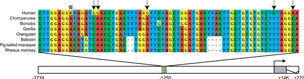 Последовательность из 68 нуклеотидов — регуляторный участок гена, кодирующего белок продинорфин, — у человека, человекообразных и нечеловекообразных обезьян. Стрелочками показаны пять мутаций, свойственных только человеку (изображение с сайта biology.plosjournals.org)