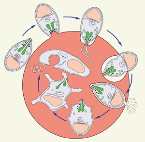 Стадии вторжения малярийного мерозоита внутрь эритроцита (изображение с сайта www.nimr.mrc.ac.uk)
