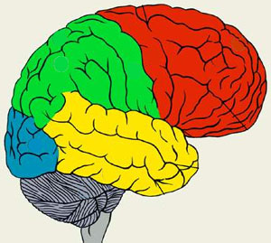 Основные участки правого полушария большого мозга: лобная доля (красная), теменная доля (зеленая); затылочная доля (синяя); височная доля (желтая)