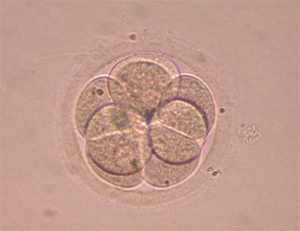 Борцы за биомедицинскую этику предлагают не убивать неиспользованные эмбрионы, а брать у них всего одну клетку. На фото: эмбрион на восьмиклеточной стадии развития (изображение с сайта www.mama.su)