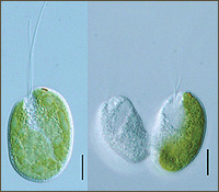 Слева: Hatena с поглощенным Nephroselmis внутри. Справа: дочерние клетки Hatena (фото с сайта www.sciam.com)
