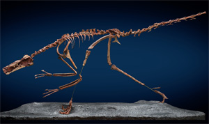 Скелет динозавра Buitreraptor gonzalezorum. На то, чтобы извлечь его из 400-килограммовой глыбы песчаника, потребовалось 10 дней (фото с сайта www.eurekalert.org)