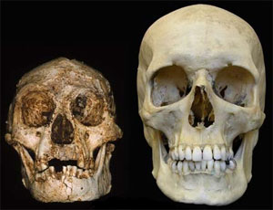  Homo floresensis ()     (   www.geo.arizona.edu)