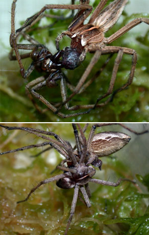 Паук вида Pisaura mirabilis сперва отвлекает самку свадебным подарком (вверху), а затем уже приступает к спариванию (внизу). Фото с сайта www.biology.au.dk