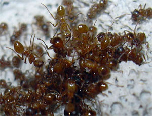 Муравьи Myrmica rubra спокойно допускают к своей кормушке муравьев из других муравейников, если только они принадлежат к той же коалиции (фото с сайта www.akolab.com)