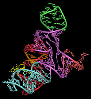 Структура рибозима (изображение с сайта www.chem.ucsb.edu)