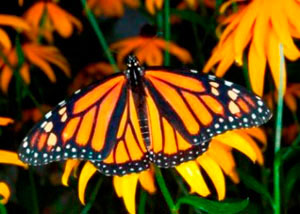 Бабочка-монарх способна пролететь 4800 километров, не сбиваясь с пути (фото с сайта www.huji.ac.il)