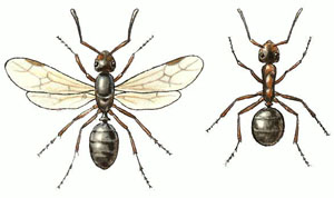 Рыжий лесной муравей: слева — крылатая самка; справа — «рабочий» (изображение с сайта www.rubricon.com)