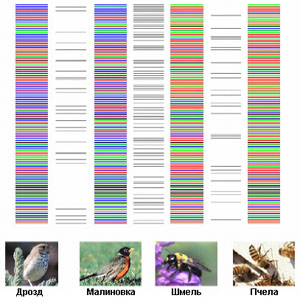 Сравнительные штрихкоды близких (дрозд и малиновка, шмель и пчела) и далеких (малиновка и шмель) видов (изображение с сайта www.barcoding.si.edu)