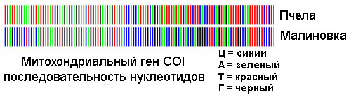 Расшифровка штрихкода (последовательности нуклеотидов) пчелы и малиновки (изображение с сайта www.barcoding.si.edu)