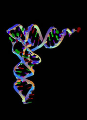 Даже некодирующий генетический материал играет роль вразвитии рака (изображение с сайта www.nature.com)